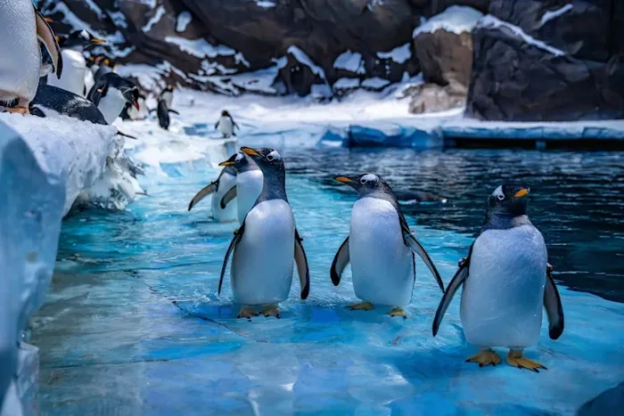 SeaWorld Abu Dhabi
